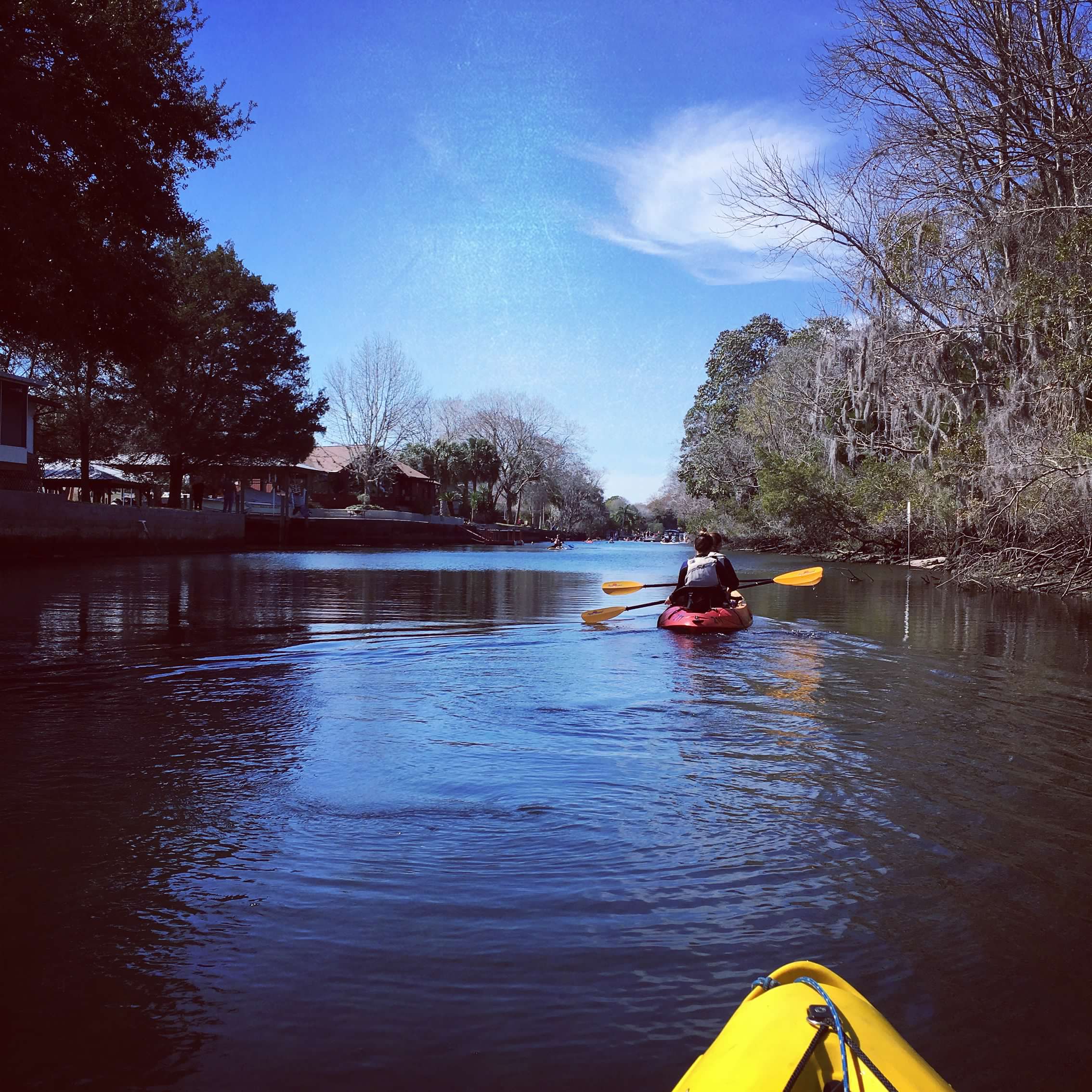 Three Sisters Springs: Where Manatees Swim Out as You Swim In