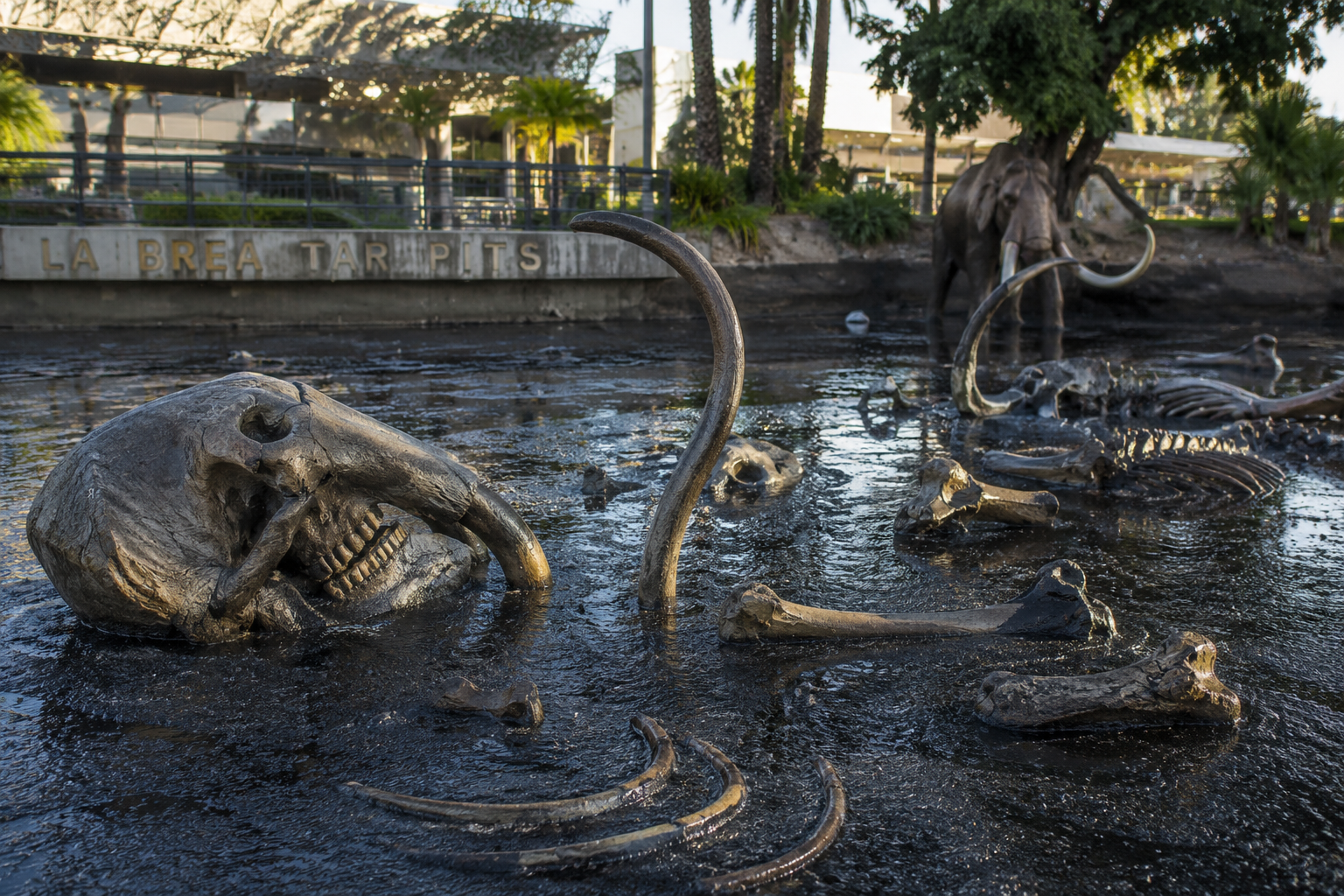 La Brea Tar Pits fossils in sunlight