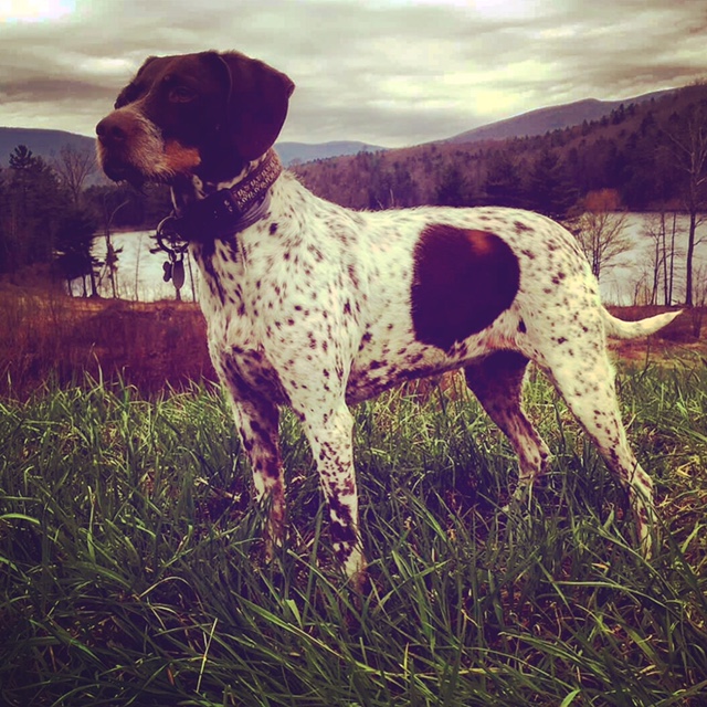 My Dog Got Me Home: Hiking with Dogs and the Gear That Always Goes With Us